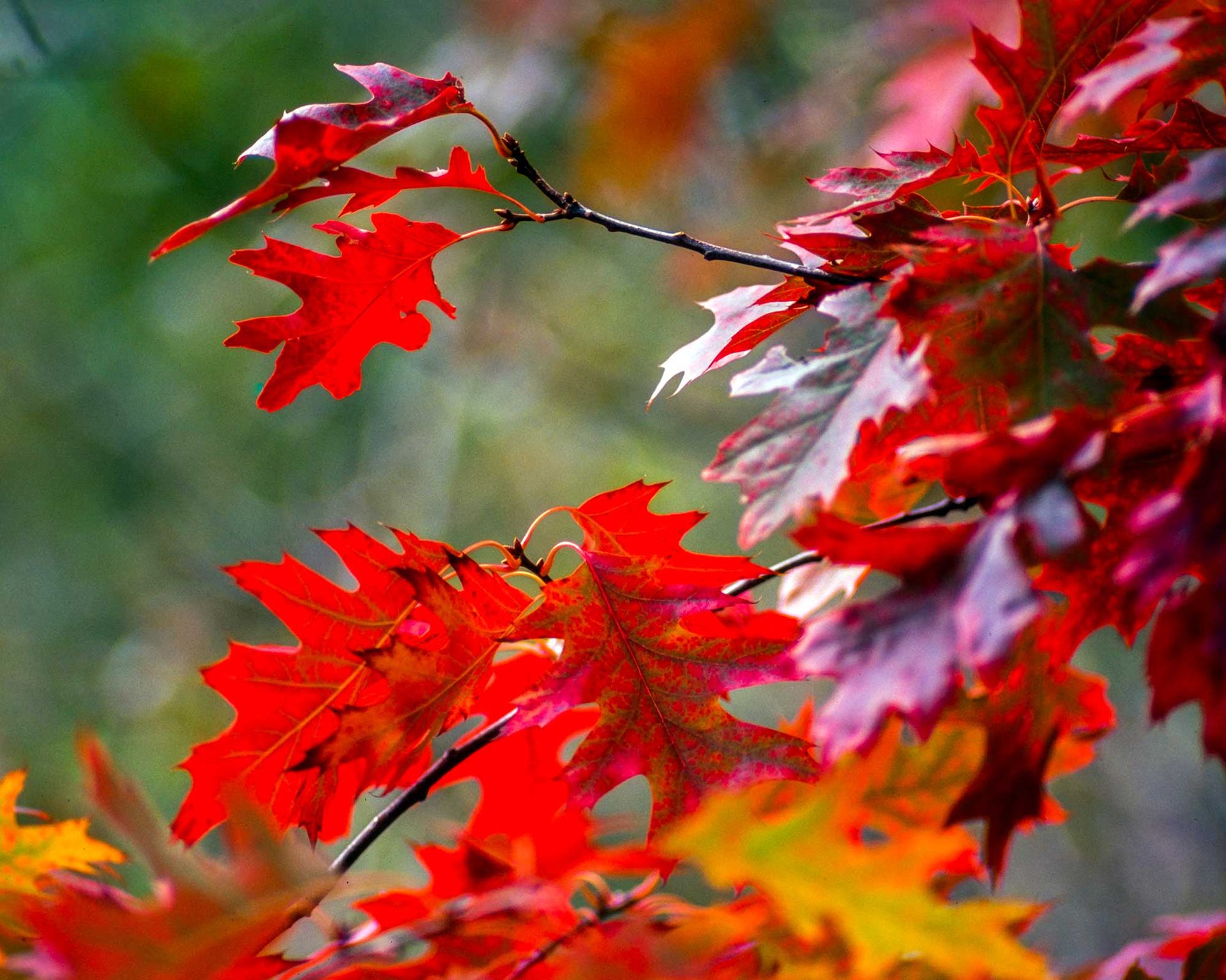 leafmould-archives-learn-how-to-garden