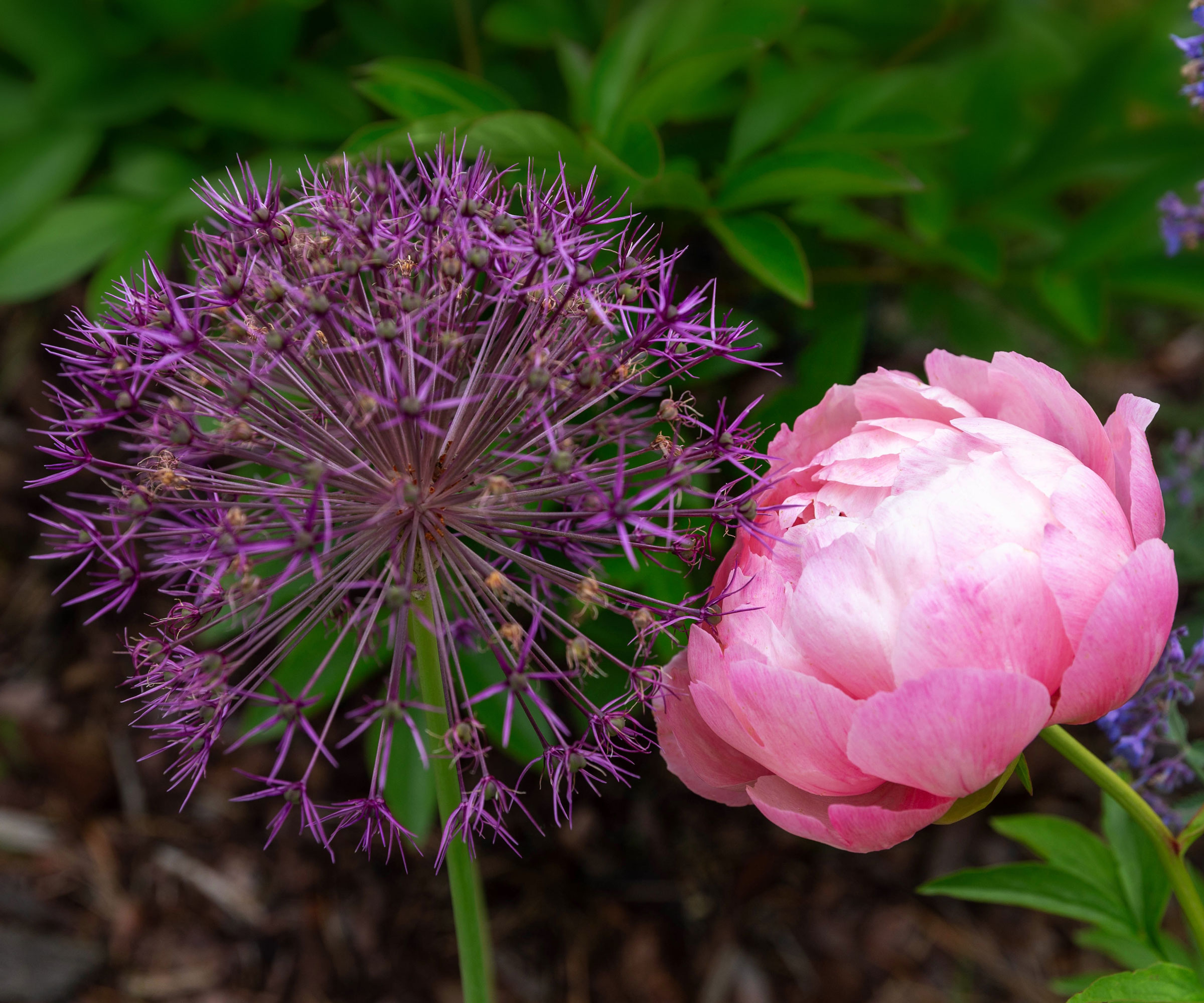 peony and allium plants in full bloom