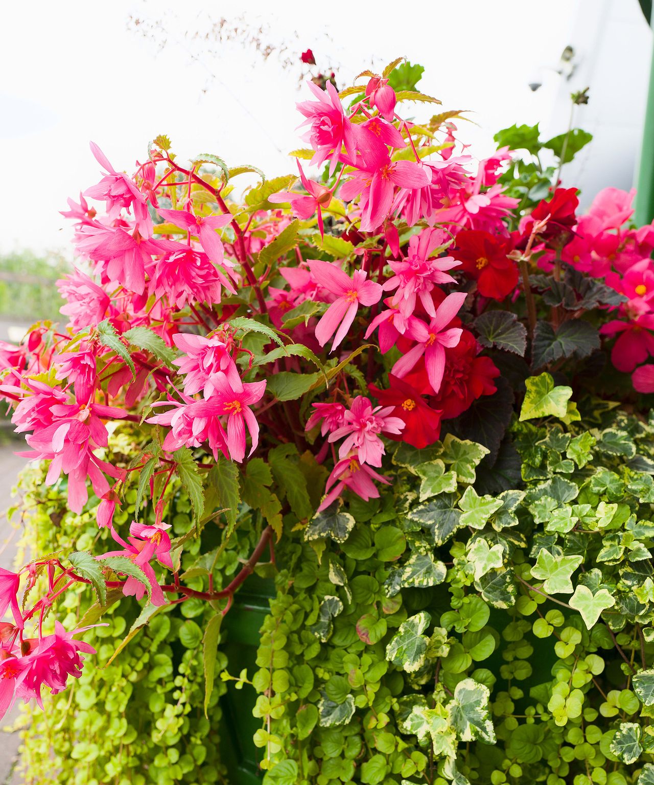 Best patio plants 21 picks for yearround color and style Gardeningetc