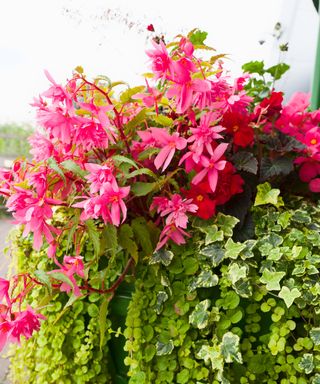 Pink begonias and trailing greenery in a simple large freestanding planter