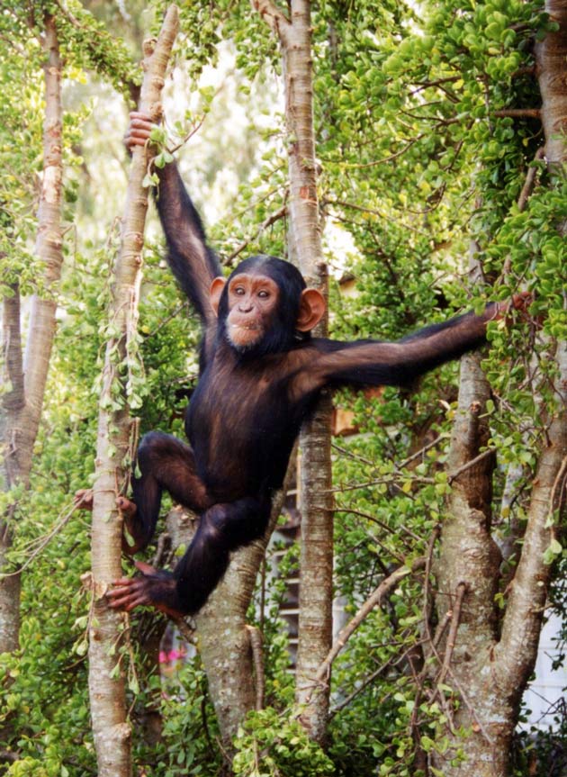 human chimpanzee diet comparison