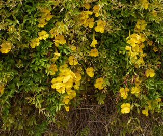 yellow cat claw climbing vine