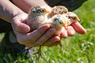 A person holding baby chickens in their hands. 