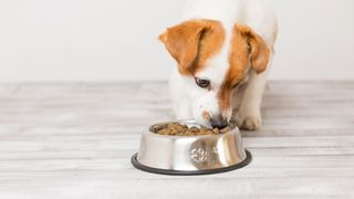 Brown and white puppy eating food from bowl
