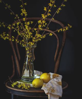 forsythia branches in vase on chair