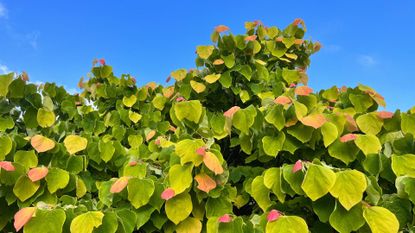 A rising sun redbud tree