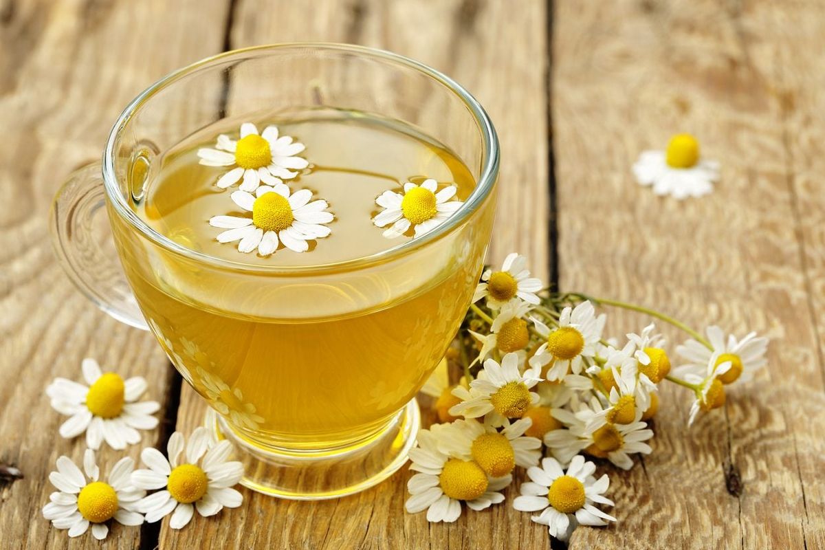 Chamomile Tea Uses In Gardens Benefits Of Using Chamomile Tea For