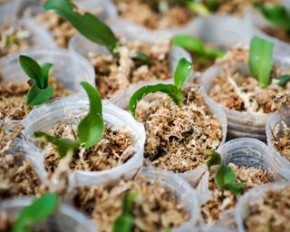 Potted orchid seedlings