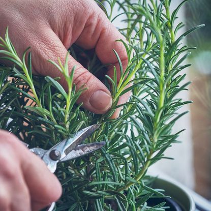 David Domoney reveals how to fill garden with plants for free | Ideal Home