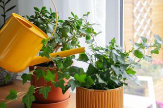 watering houseplants with a watering can