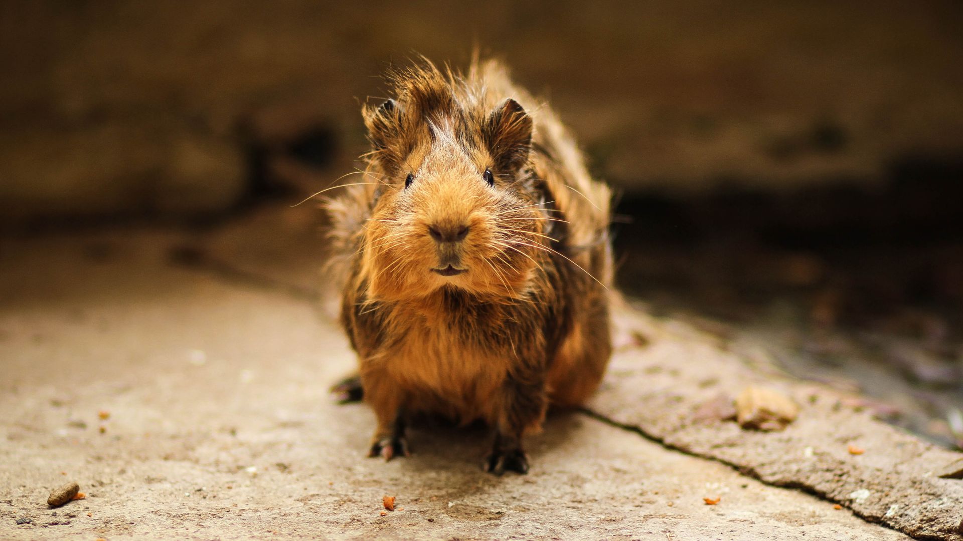 Guinea pig with brown and light brown fur