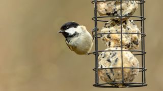 A bird eating fat balls from within a bird feeder
