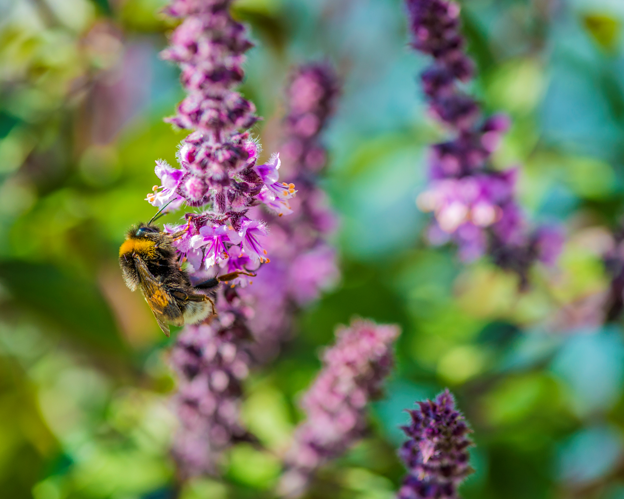 Bee on flowering basil plant in pollinator herb garden