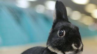 Head of a britannia petite rabbit