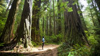 A woman stands in the sunlight between giant trees