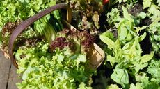 A gardener harvesting lettuce into a wooden basket