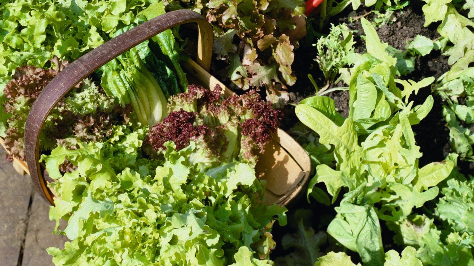 A gardener harvesting lettuce into a wooden basket 