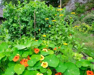 climbing peas supported by pea sticks and twine in a garden with nasturtiums
