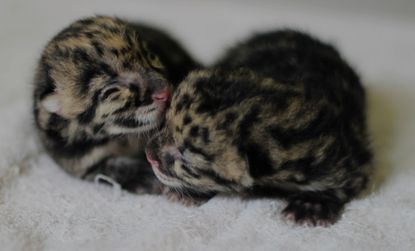 Cloudy Snow Leopard Pups