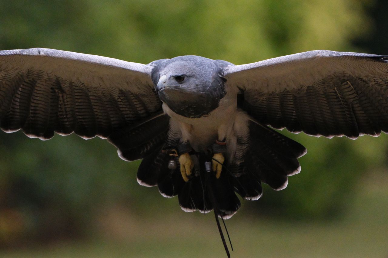 A photo of a bird of prey captured using a Fujifilm X-H2S and XF 400mm F4.5 R LM OIS WR telephoto lens