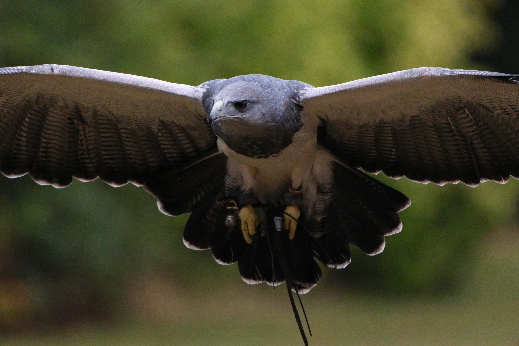A photo of a bird of prey captured using a Fujifilm X-H2S and XF 400mm F4.5 R LM OIS WR telephoto lens