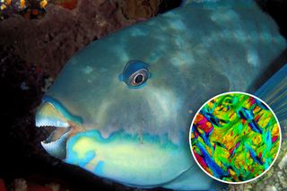 An inset on this image of a parrotfish shows the microscopic crystal structure of its beak.