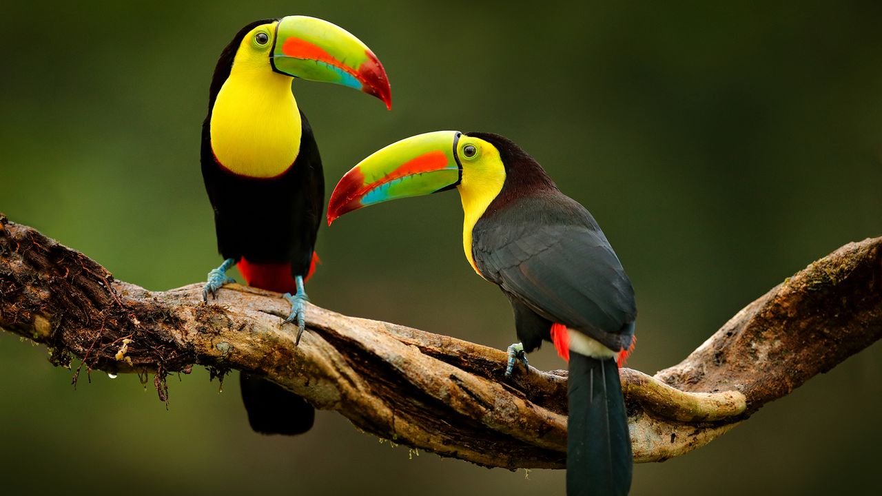 Toucans are known for their iconic beaks.