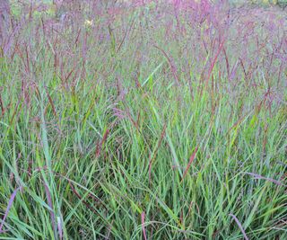 big blue stem grass growing in border