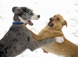 Dog play fighting