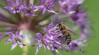 This Charming Mason Bee House Helps Pollinators to Thrive – and Will Boost Your Summer Harvests