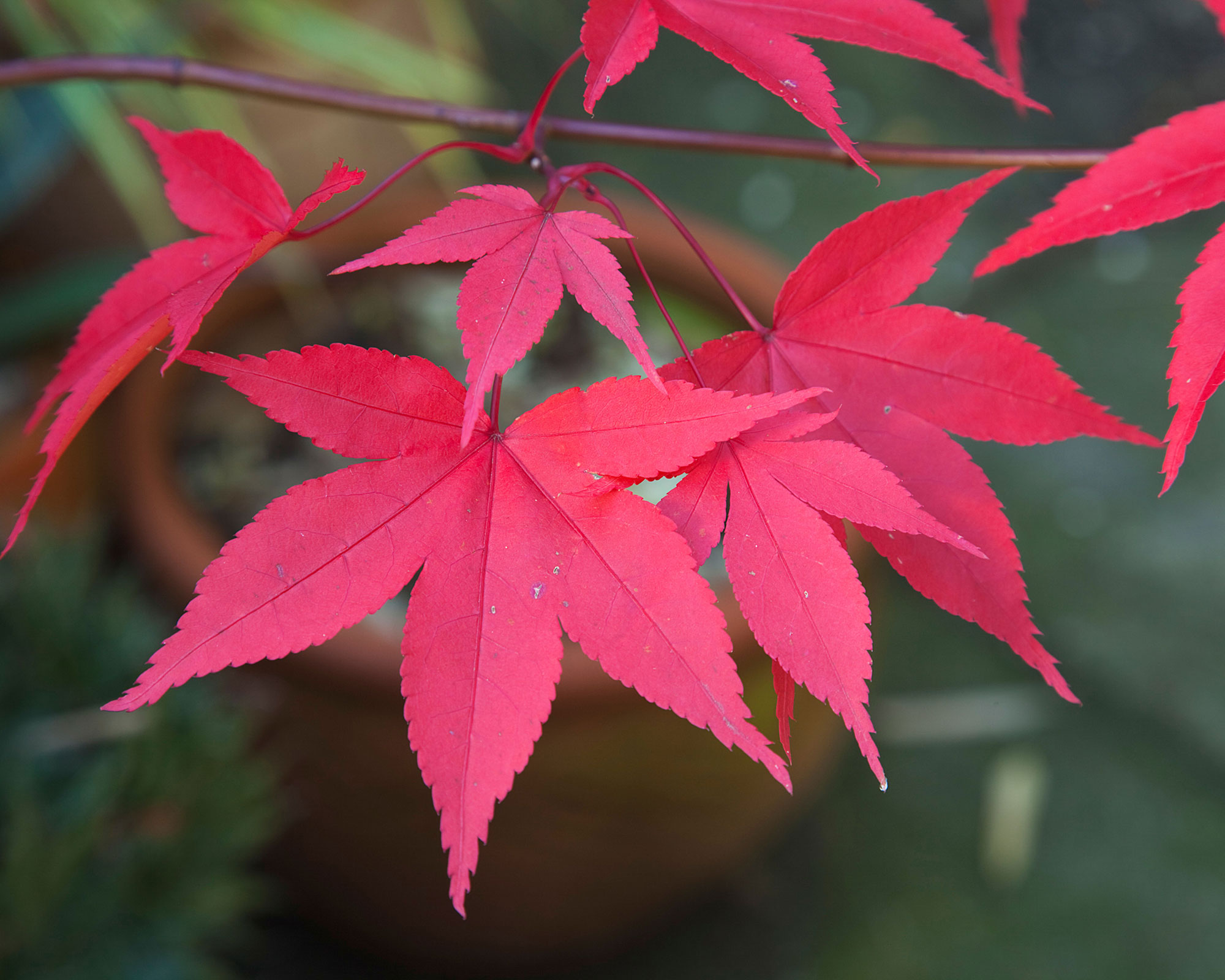 trees with red leaves red acer leaves