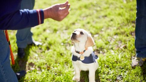 How to potty train a puppy | PetsRadar