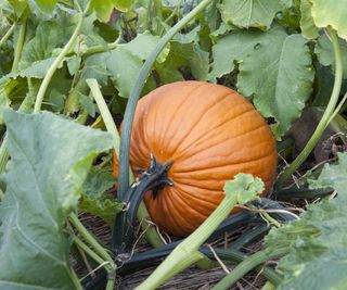 Pumpkin growing on the vine along with leaves