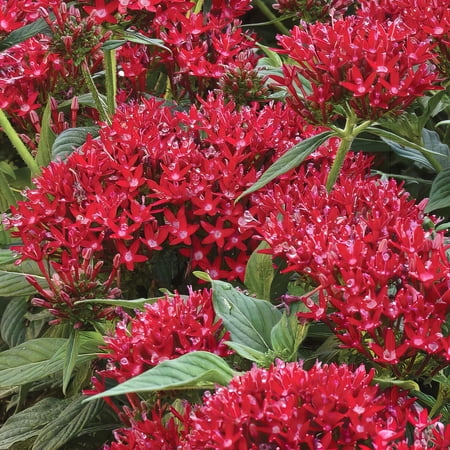Live Annual 4&amp;quot; Pentas 'star Bright Mix' (3-Pack) With Full Sunlight