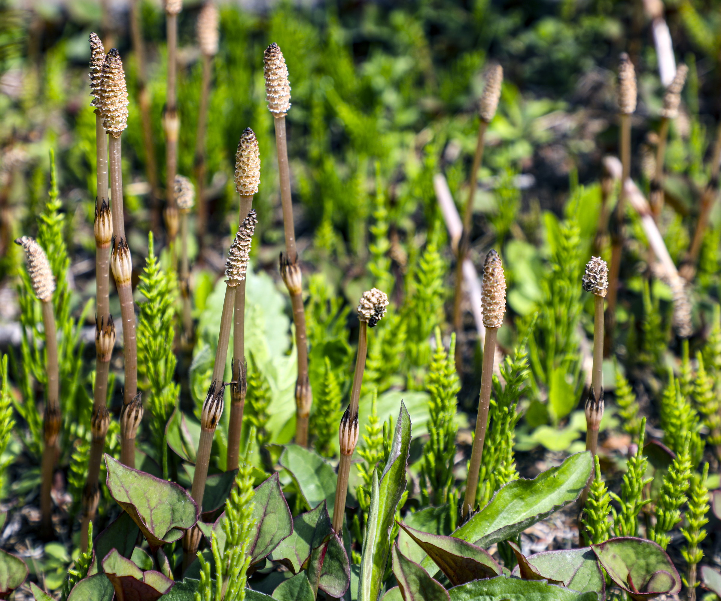 Brown field horsetail stems in spring