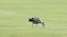 Bird picks up golf ball