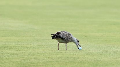 Bird picks up golf ball