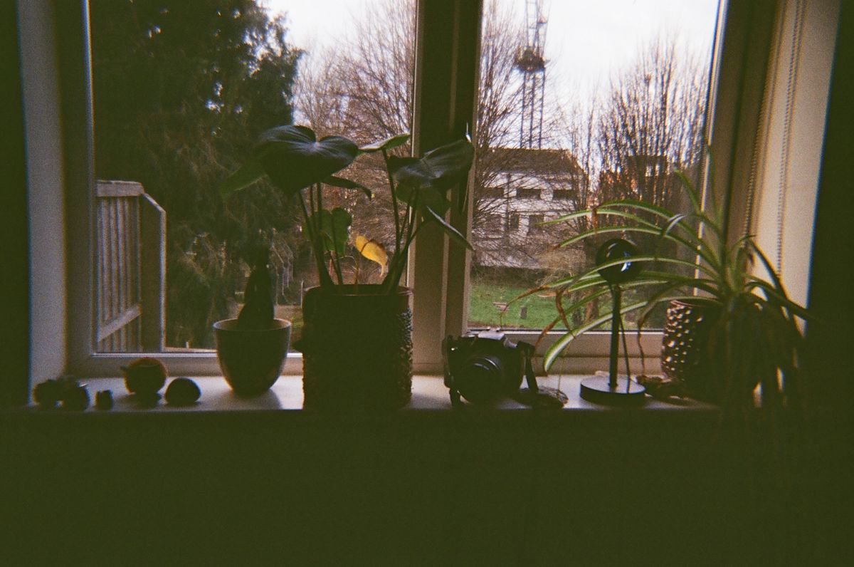 A photo of a window decorated with plants taken on a Novocolor Swiss+Go 35mm film camera
