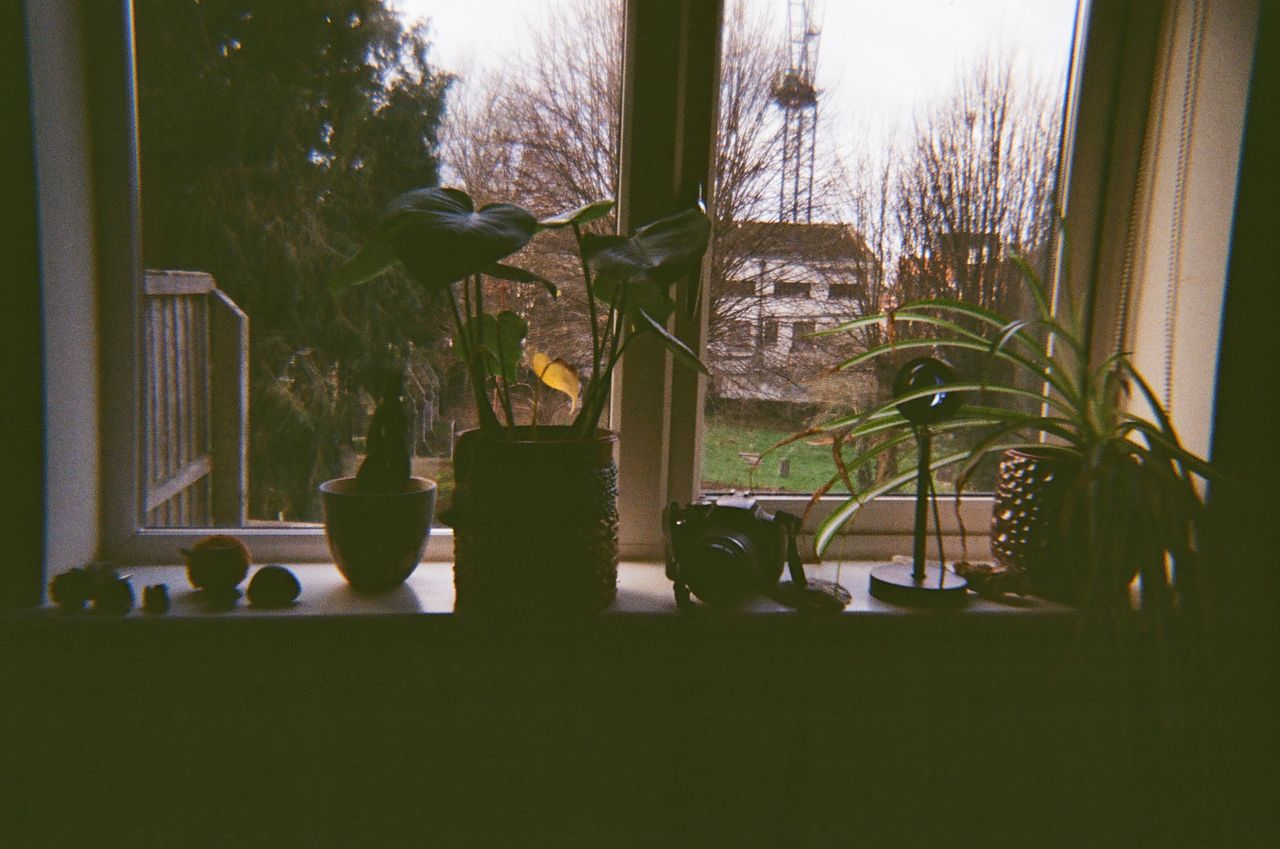 A photo of a window decorated with plants taken on a Novocolor Swiss+Go 35mm film camera