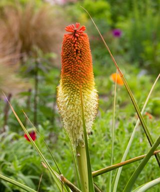 Red hot pokers