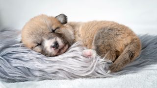 puppy sleeping