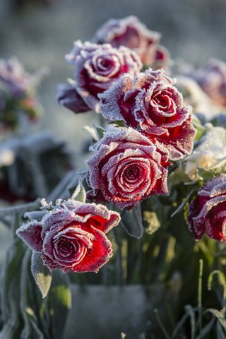 roses in frost