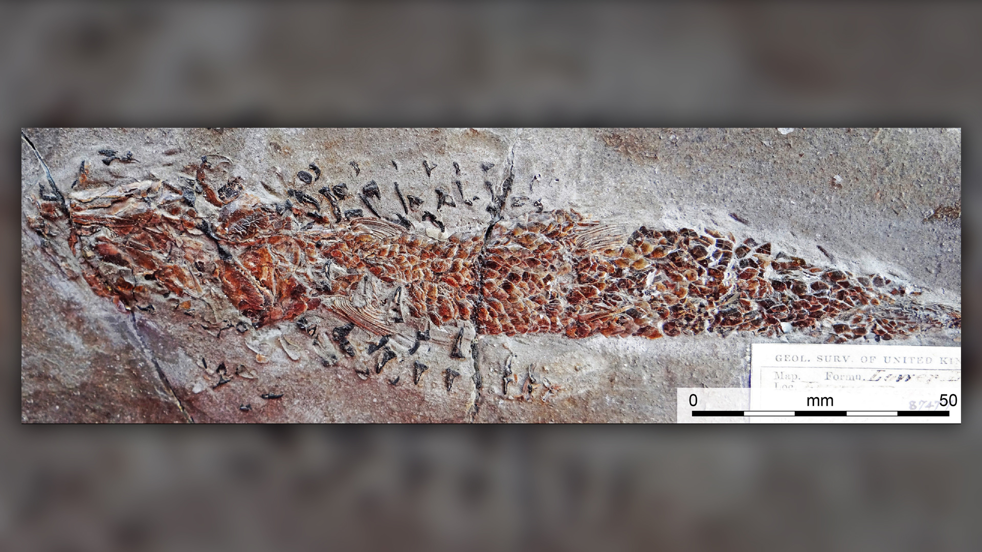 200 million-year-old fossil shows oldest 'squid attack' on record | Live  Science