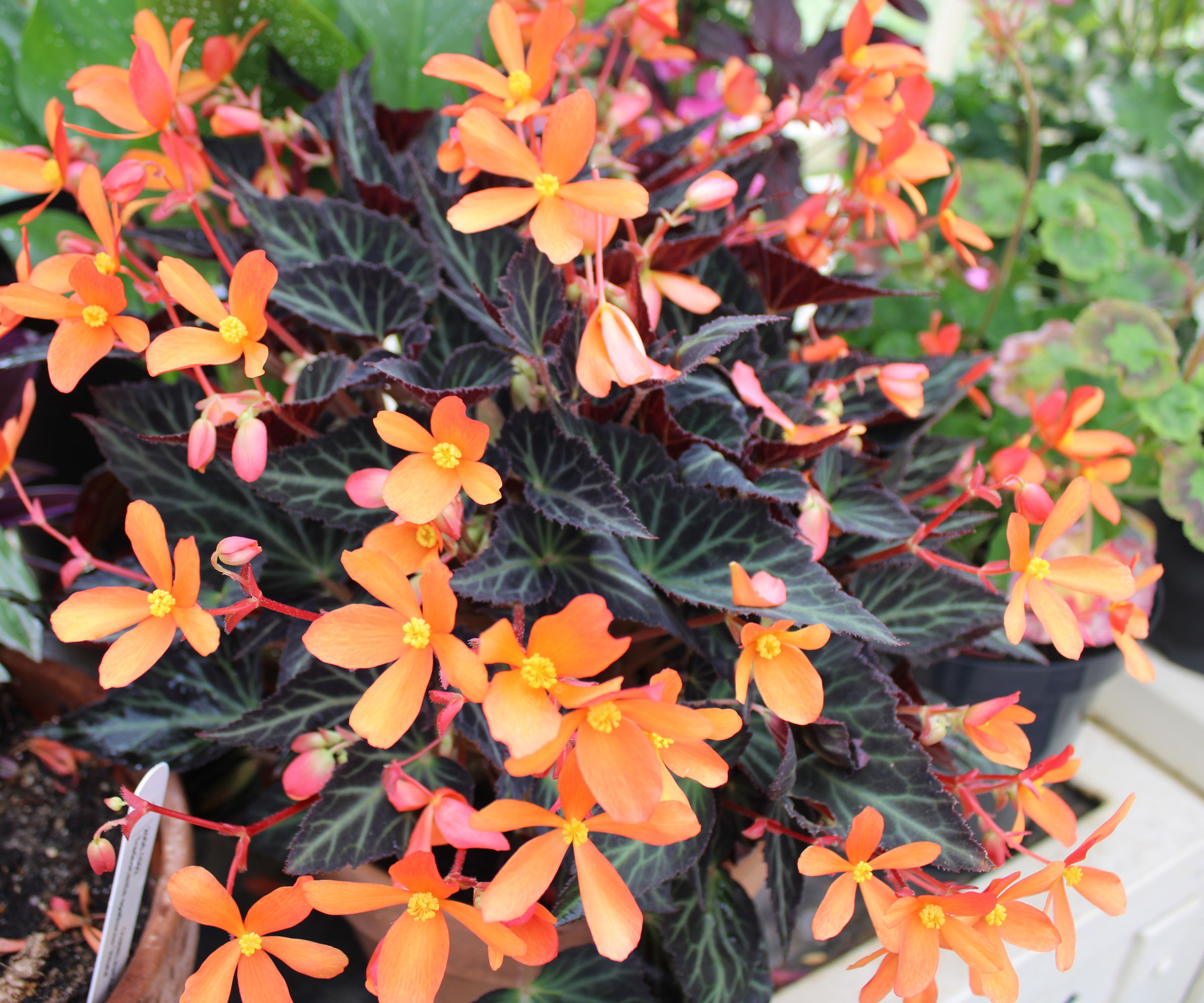 dark leaf begonia with orange flowers