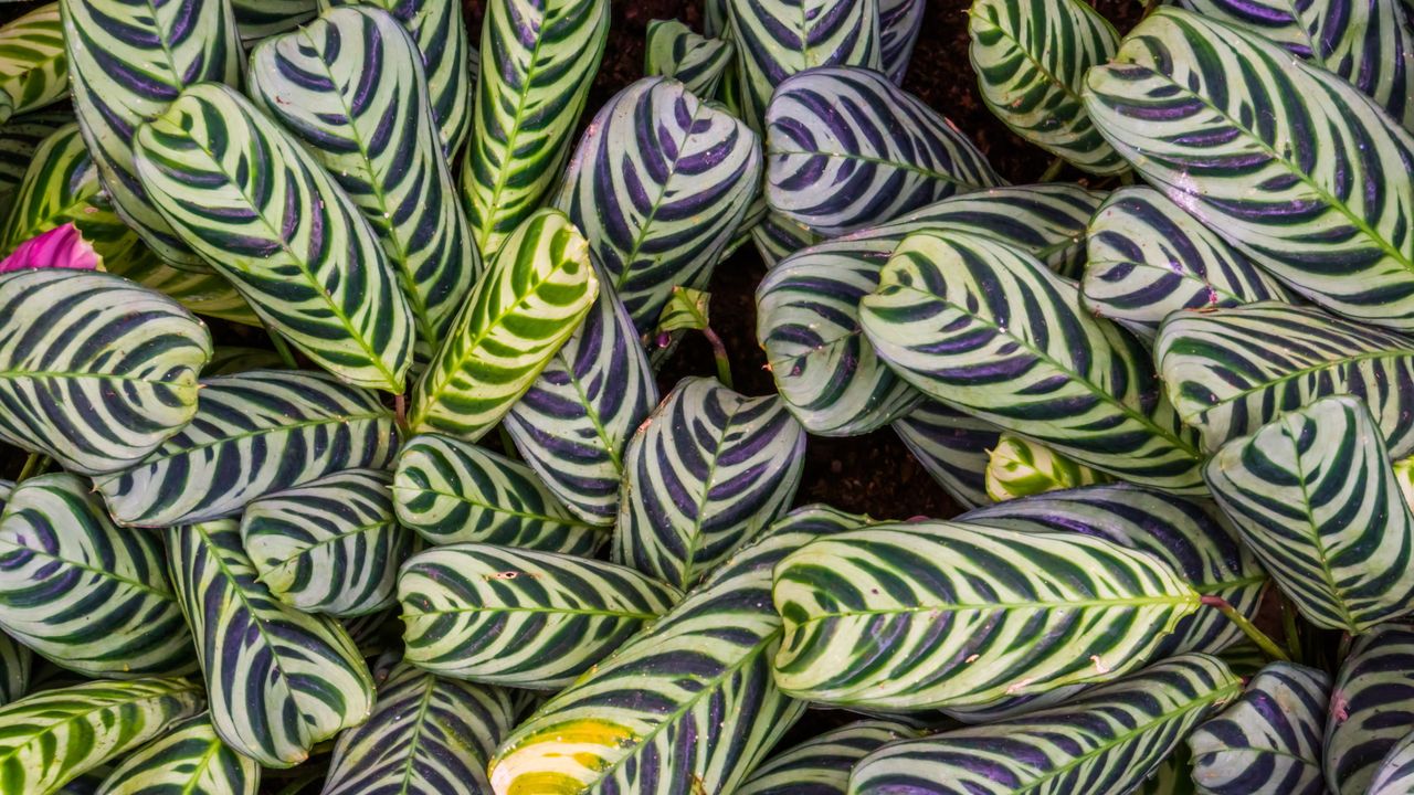 Can you grow calatheas in water