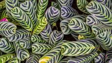 Can you grow calatheas in water