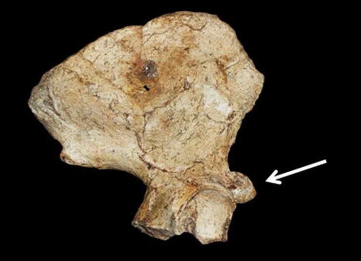 pelvic bones of Au. sediba skeleton