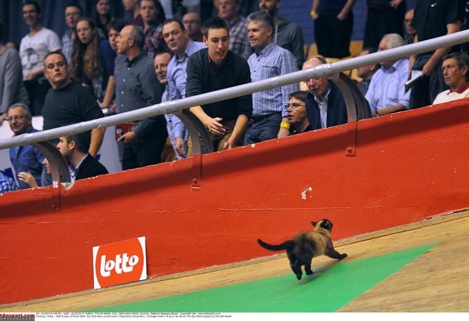 The cat made a quick escape into the stands