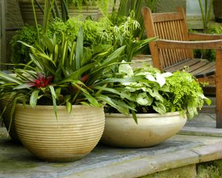 Hostas, bromeliads, and ferns in large pots on a patio