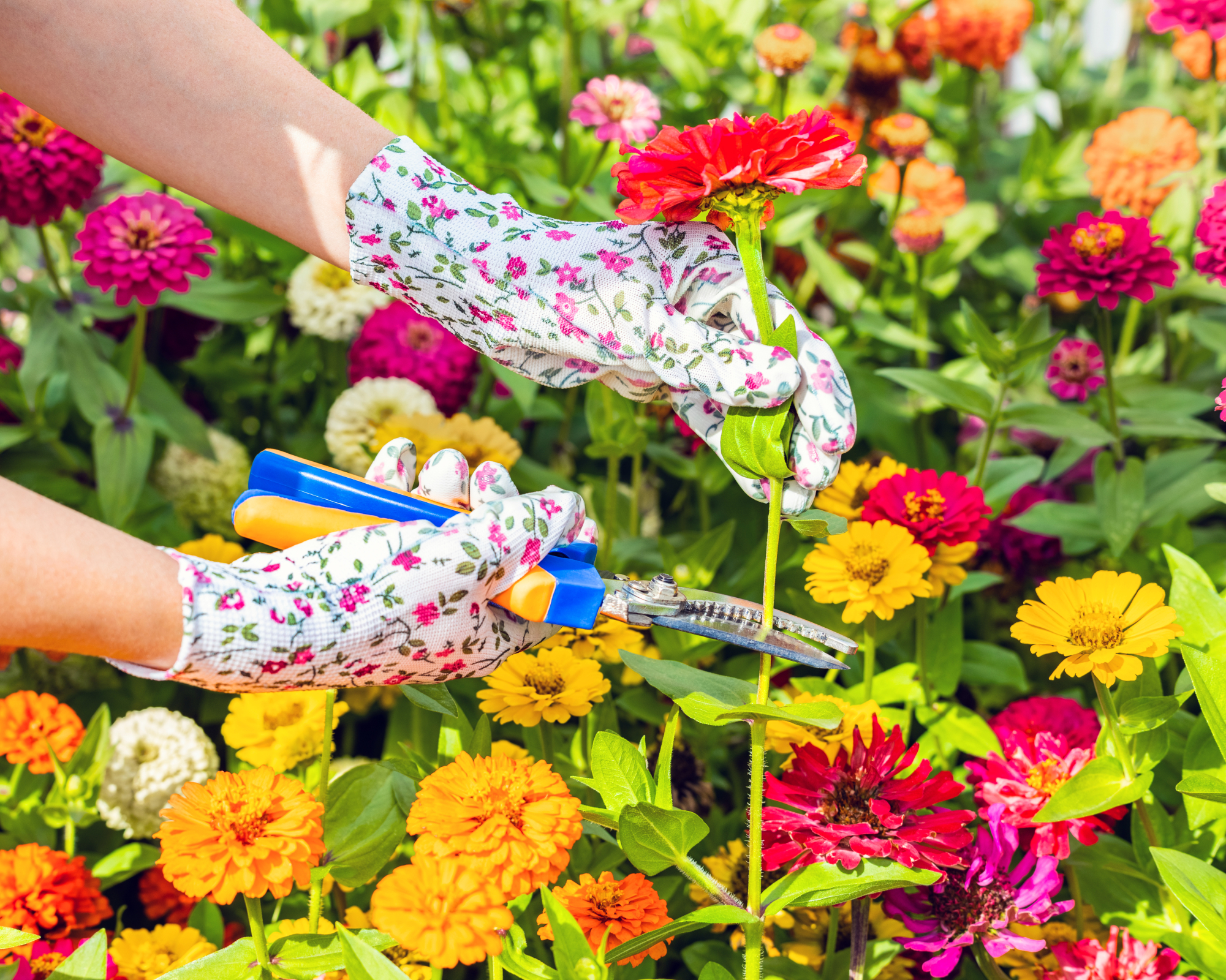 person wearing floral gardening gloves using secateurs to cut a zinnia from a cutting garden